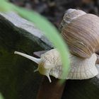 schnecke nochmal