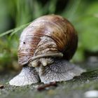 Schnecke on the rain