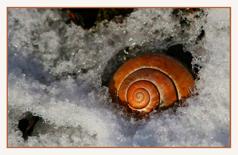 Schnecke "on the rocks"...