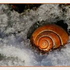 Schnecke "on the rocks"...