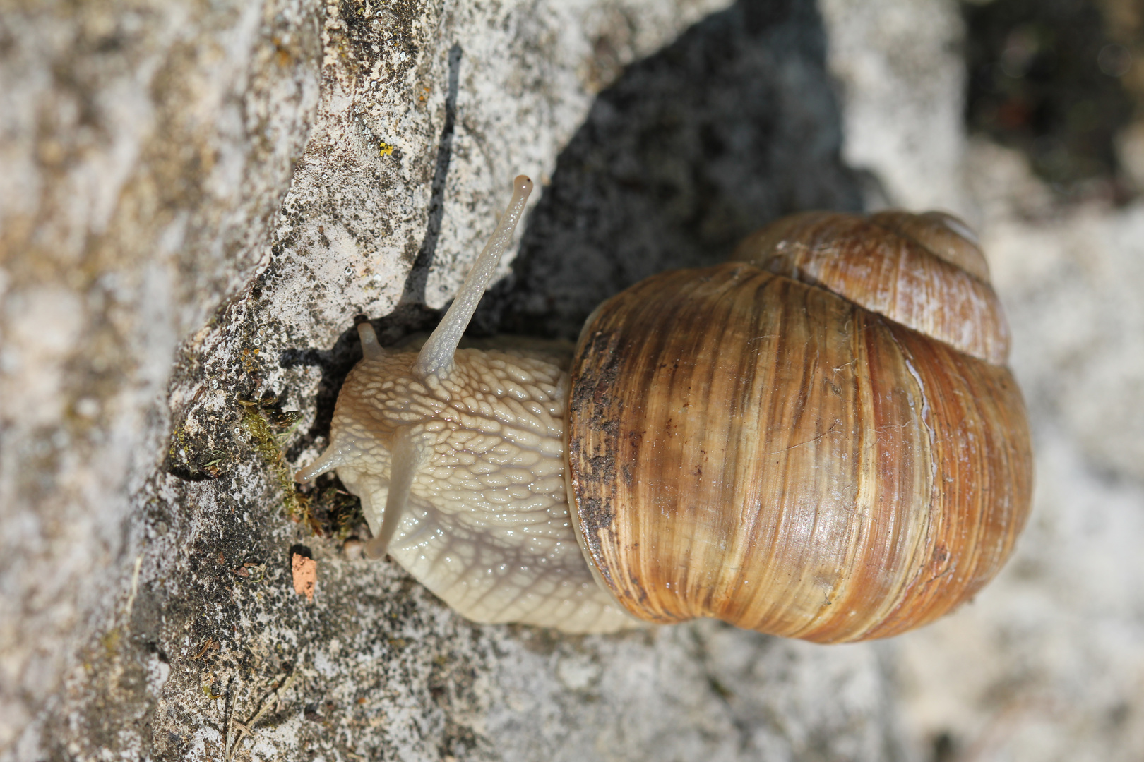 Schnecke "on the rocks"