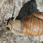 Schnecke "on the rocks"