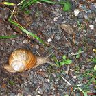 Schnecke on tour