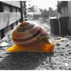 Schnecke on tour...