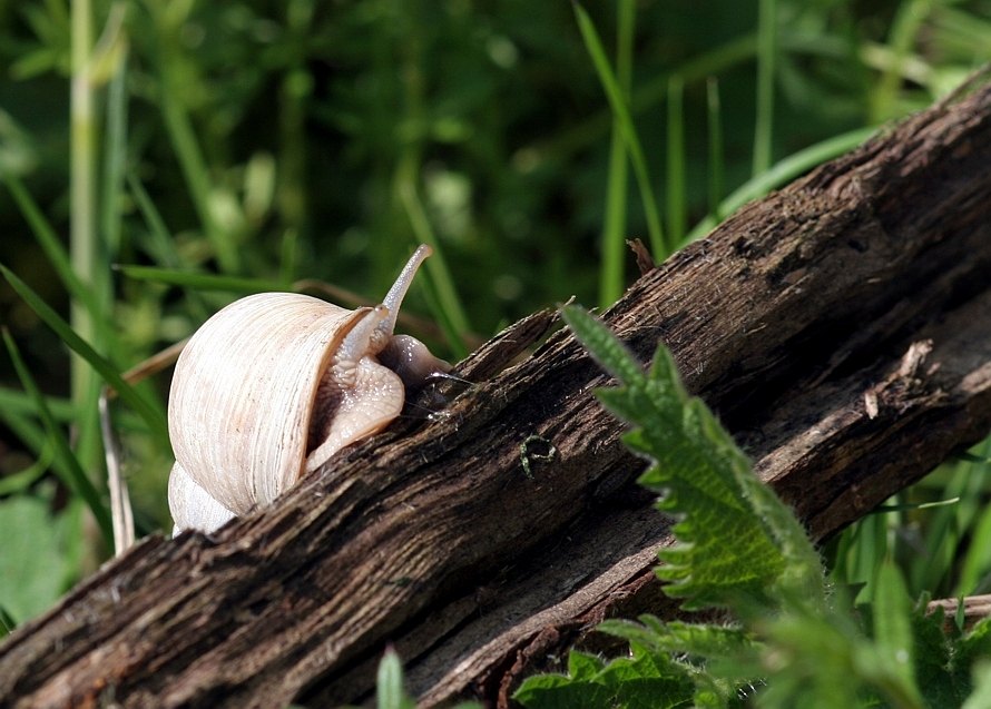 sChNeCkE On ToUr