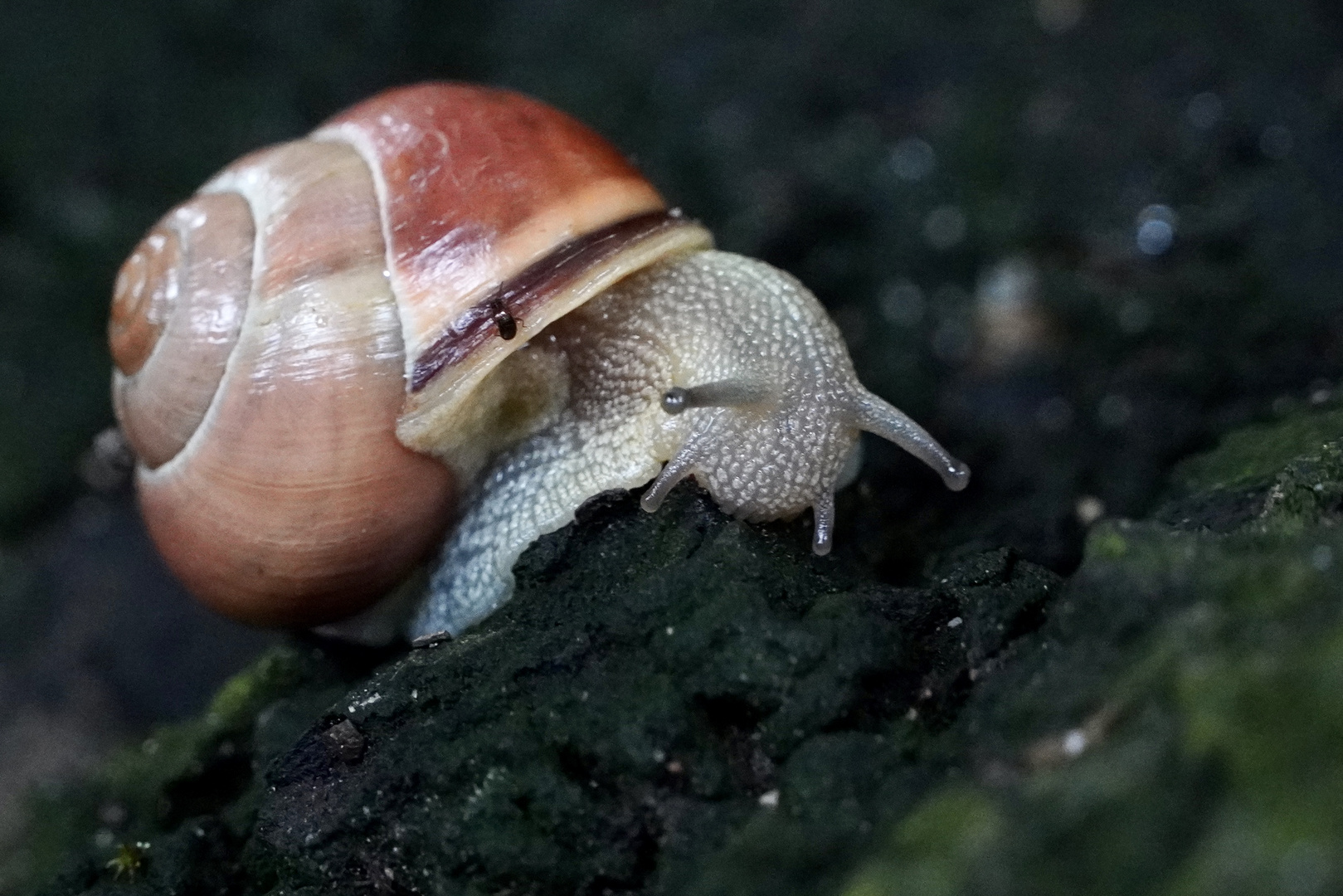 Schnecke on Tour