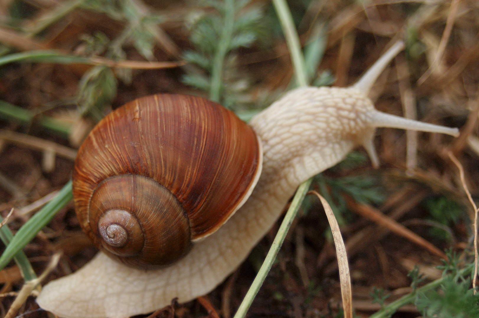 Schnecke On Tour