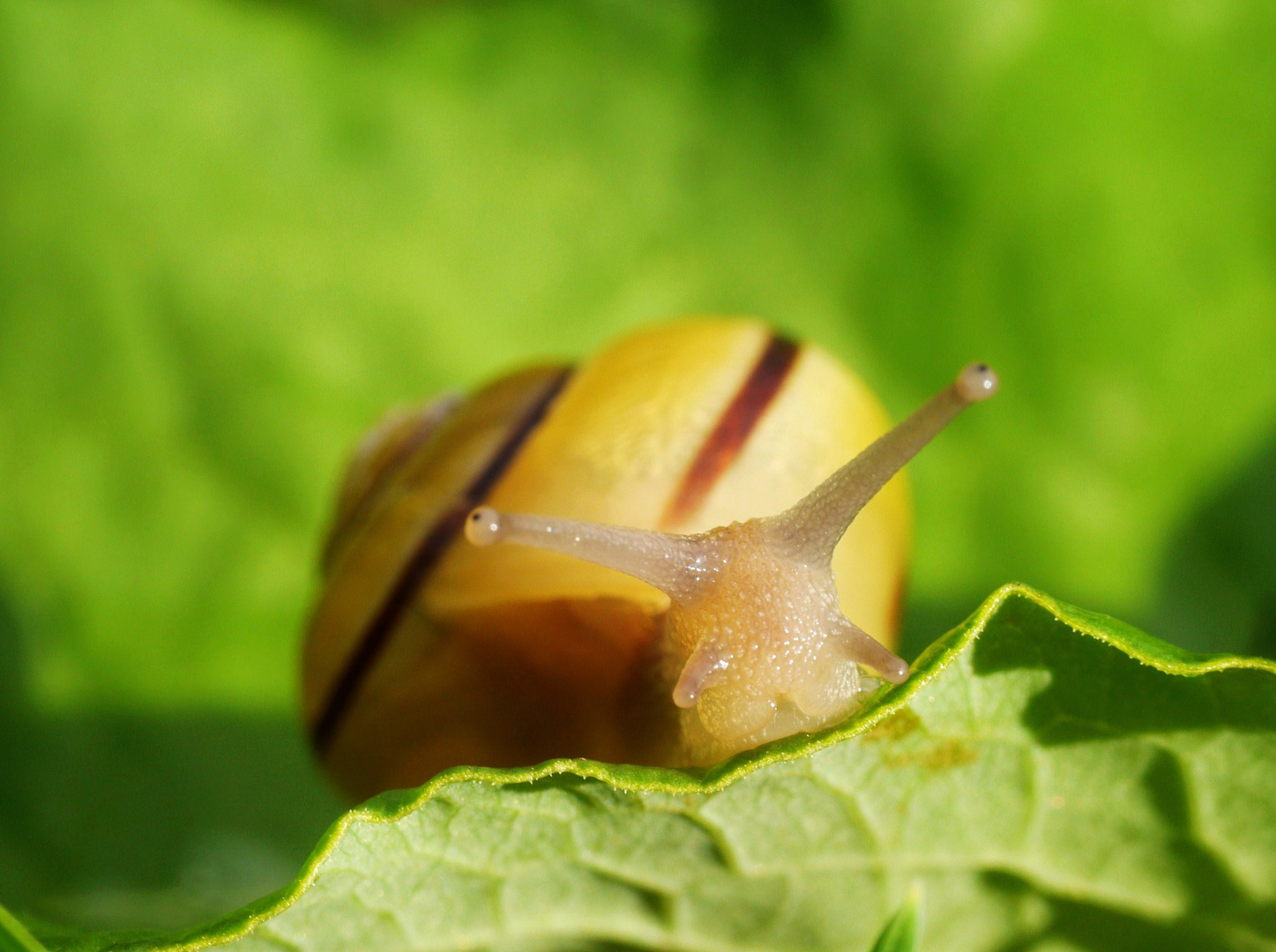 Schnecke on tour