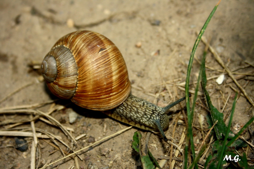 Schnecke :P