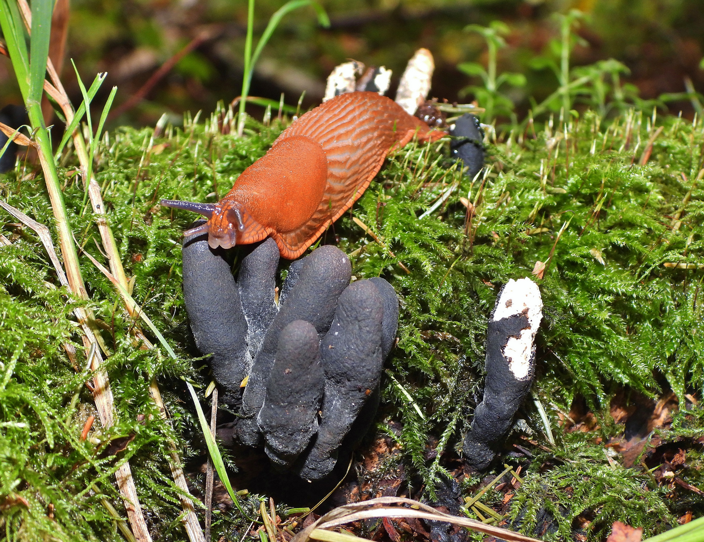 Schnecke &amp; Pilze Foto &amp; Bild | tiere, wildlife, schnecken &amp; muscheln ...