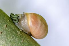 Schnecke plus