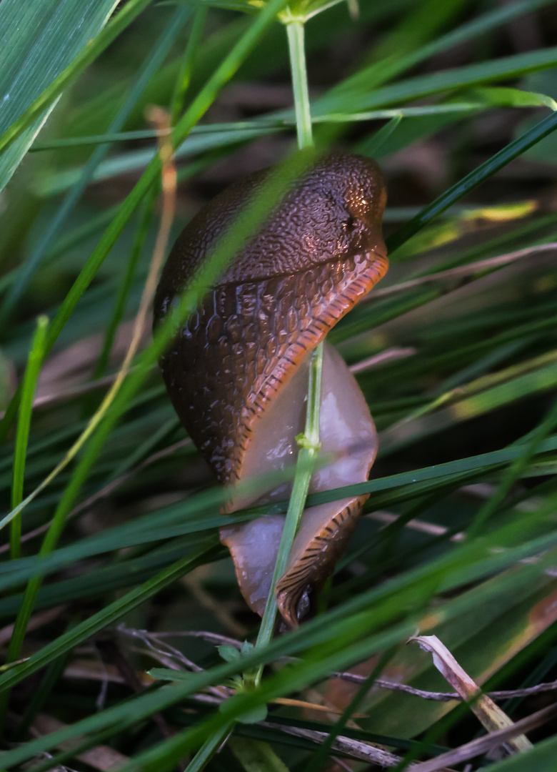 Schnecke Pole Dance