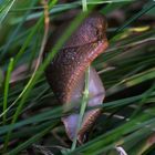 Schnecke Pole Dance