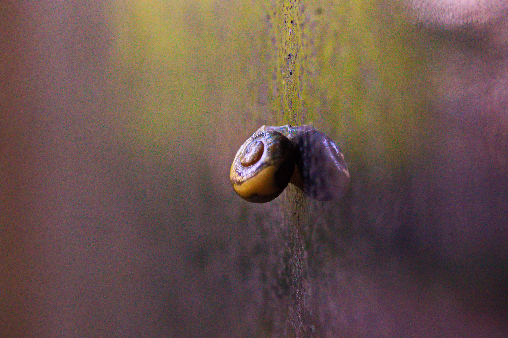 Schnecke ruht sich auf einem Grabstein aus