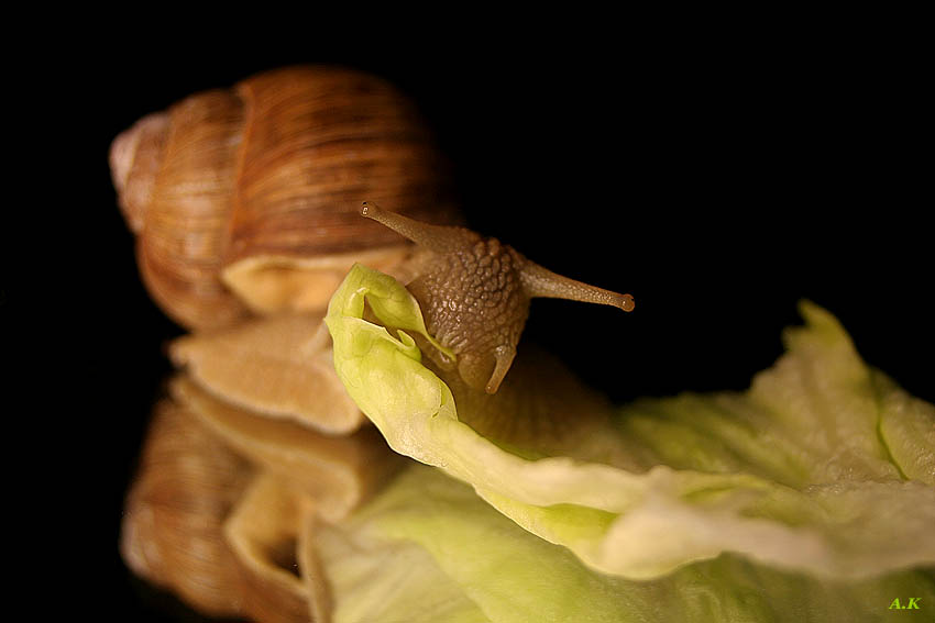 Schnecke-Salat -Kombi