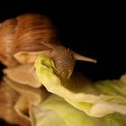 Schnecke-Salat -Kombi