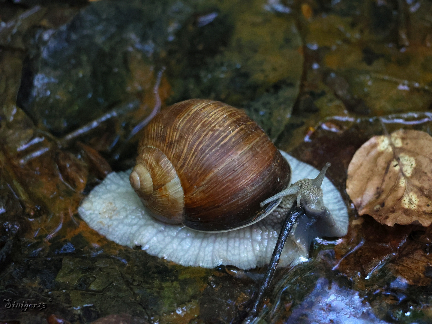 Schnecke schafft...