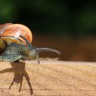 Schnecke Schatten