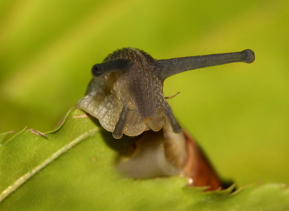 Schnecke schaut neugierig über den Rand eines Blattes