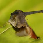 Schnecke schaut neugierig über den Rand eines Blattes