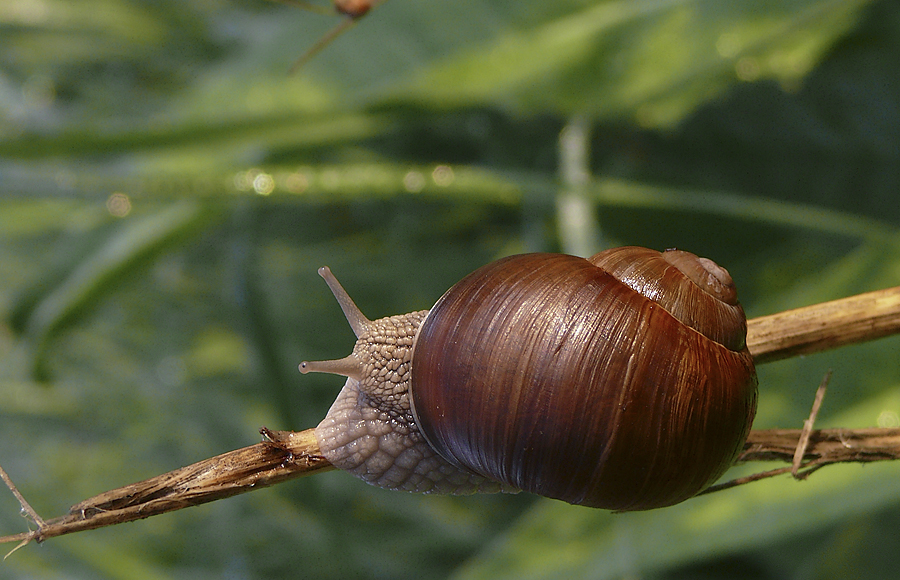 Schnecke schleicht auch schon wieder