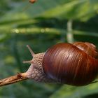 Schnecke schleicht auch schon wieder