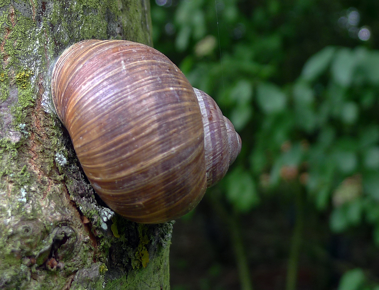 Schnecke - Schneckenhaus