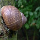 Schnecke - Schneckenhaus