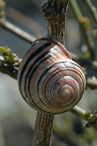 Schnecke schön gezeichnet