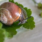 Schnecke Schräglage