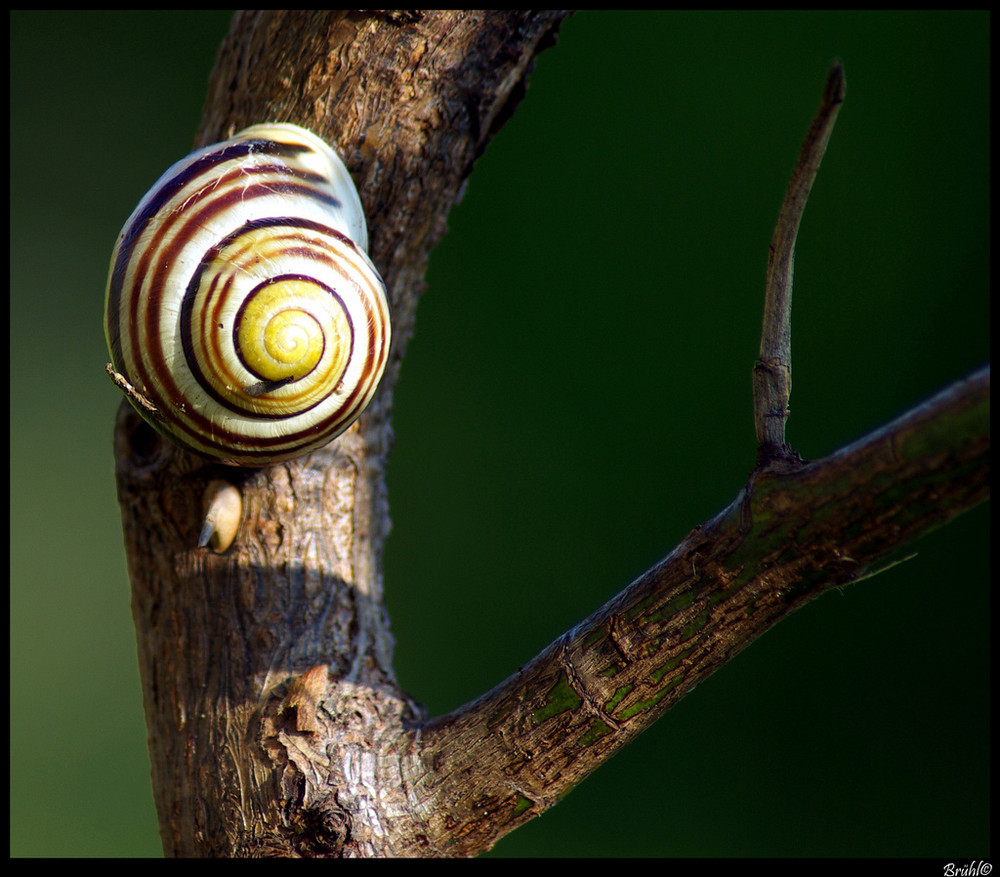 Schnecke / Slug / Caracol