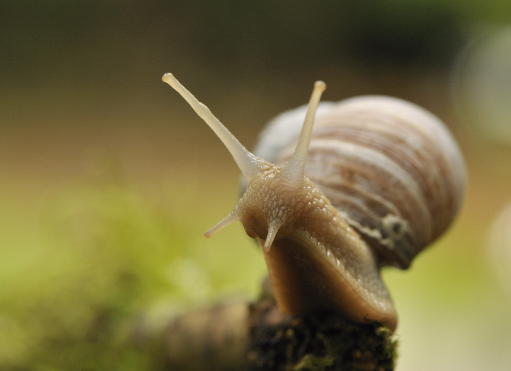 Schnecke ( Snail)