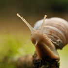 Schnecke ( Snail)