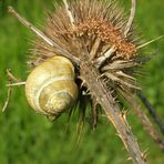 Schnecke Sonderbar