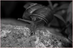 Schnecke SW