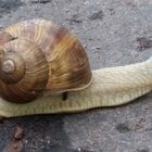 Schnecke Tagestour bist zum ziel 