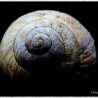 ...Schnecke Teil 1...