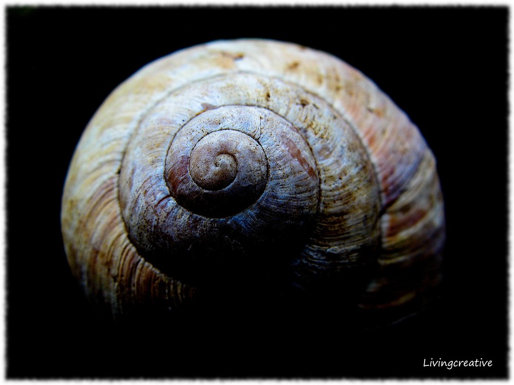 ...Schnecke Teil 1...