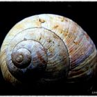 ...Schnecke Teil 2...