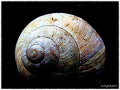 ...Schnecke Teil 2...