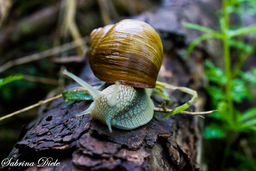 Schnecke Tiffy