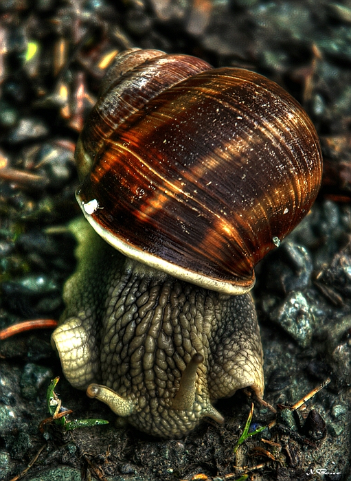 Schnecke - TM