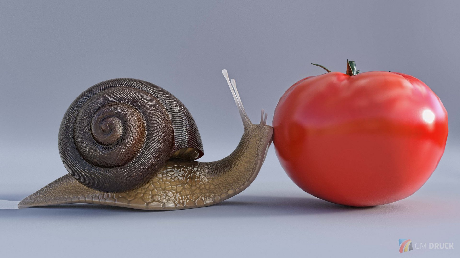 Schnecke Tomate