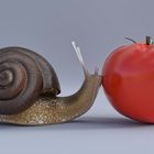 Schnecke Tomate