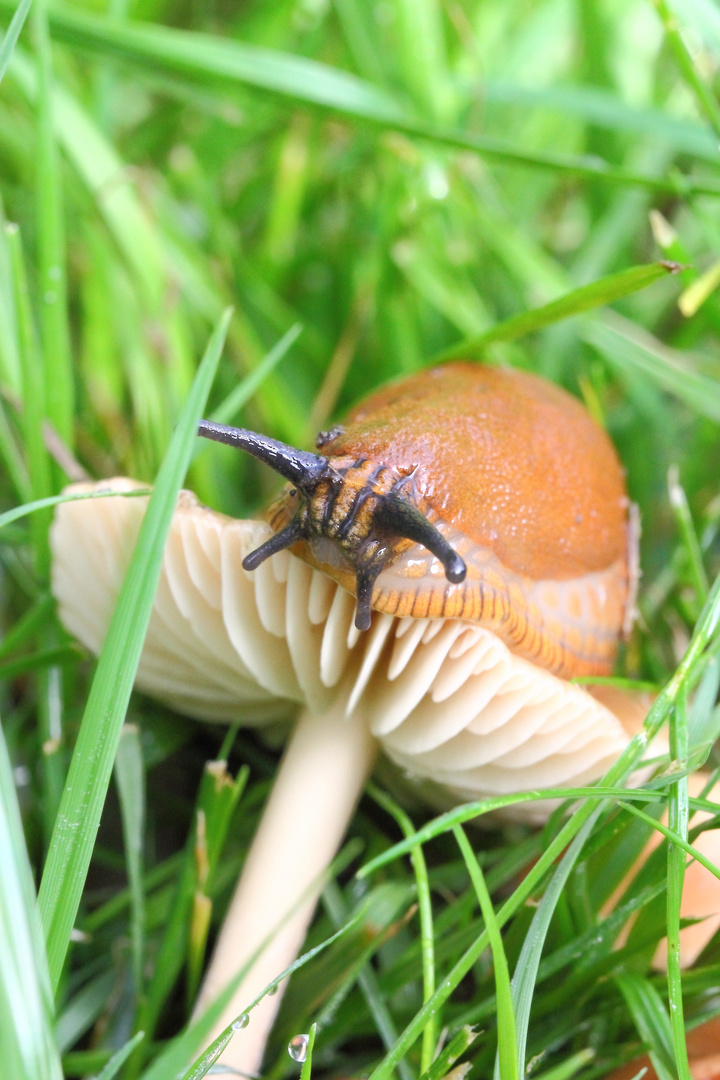 Schnecke trifft Pilz