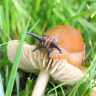 Schnecke trifft Pilz