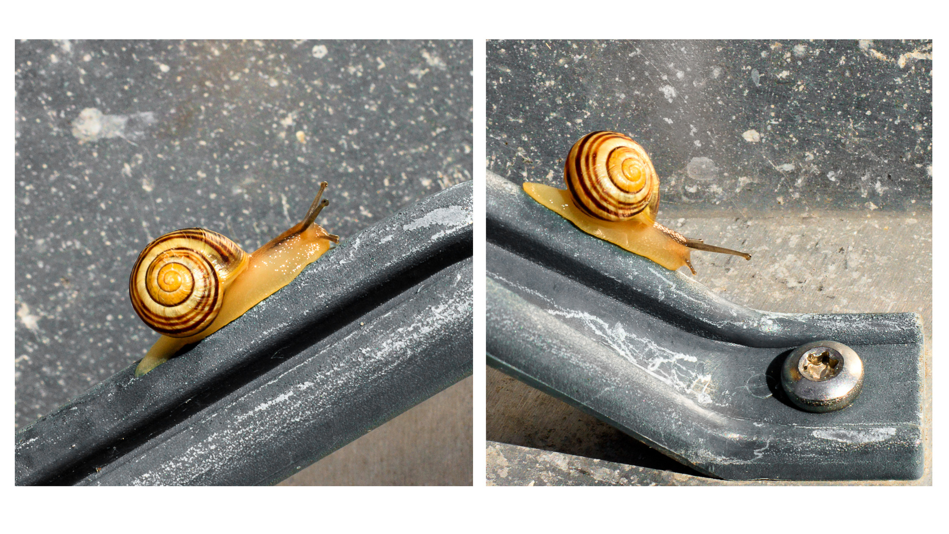 Schnecke überwindet Handlauf