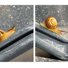 Schnecke überwindet Handlauf