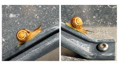 Schnecke überwindet Handlauf