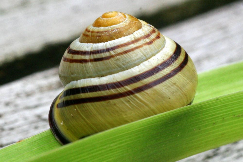 Schnecke und Blatt